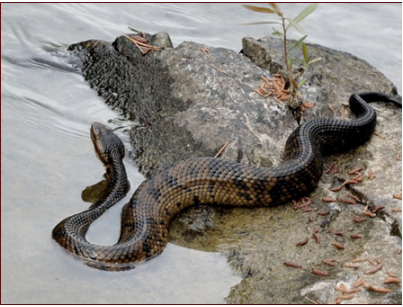 <p>venomous</p>
