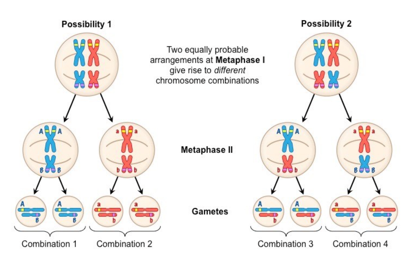 <p>The simultaneous inheritance of two unlinked genes i.e genes on different chromosomes</p>