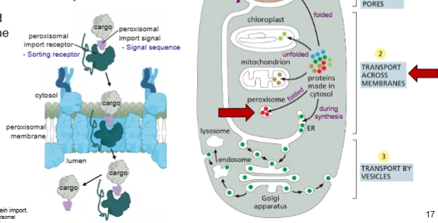 <p>Post translational. Folded.</p><p>Proteins imported <u>through transmembrane protein complex</u>.</p>