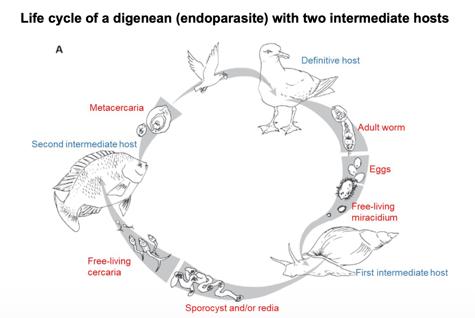 <p>move among hosts.</p><p>very low.</p><p>greater reproductive output. mortality.</p>