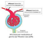 <p>The Juxtaglomerular cells are located around the _____ of the nephron</p>
