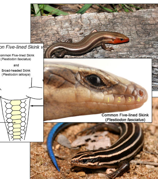<p>Common Five-lined Skink, enlarged scales in middle row of tail</p>