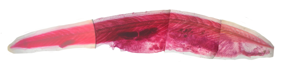 <p>What is this?</p><p>What Kingdom, Phylum, and Subphylum are these found in?</p>