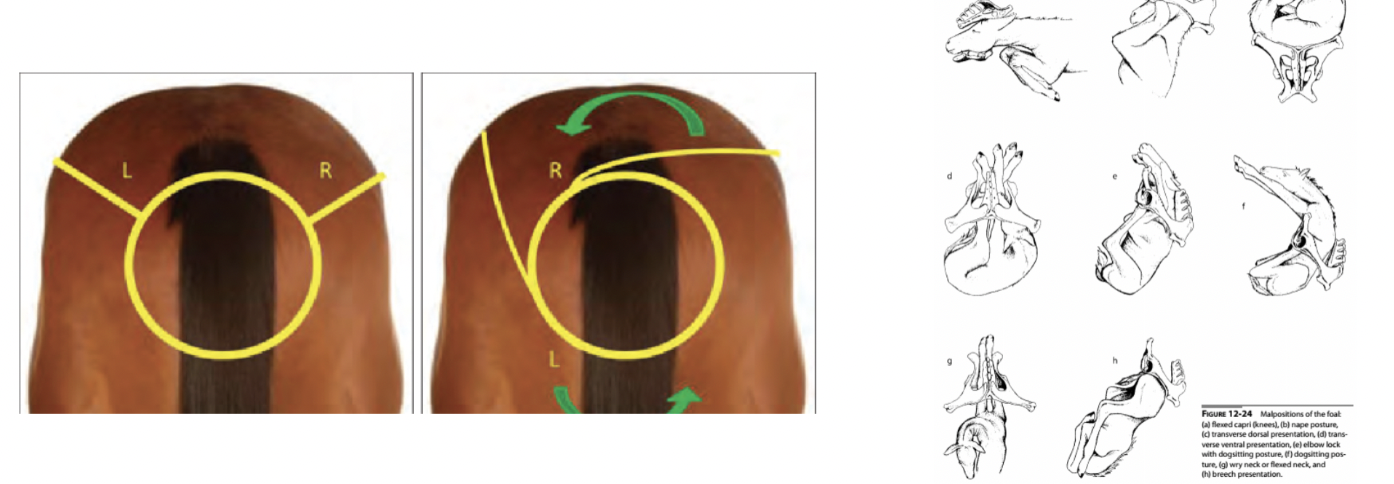 <p><span style="background-color: transparent; font-family: "Times New Roman", serif;">Mare causes </span></p><ul><li><p><span style="background-color: transparent; font-family: "Times New Roman", serif;">Uterine atony – failure of the uterine muscles to contract</span></p></li><li><p><span style="background-color: transparent; font-family: "Times New Roman", serif;">Uterine torsion – uterus that has twisted on its axis, cranial or caudal to the cervix</span><br></p></li></ul><p><span style="background-color: transparent; font-family: "Times New Roman", serif;">Foal causes</span></p><ul><li><p><span style="background-color: transparent; font-family: "Times New Roman", serif;">Malposition</span></p></li><li><p><span style="background-color: transparent; font-family: "Times New Roman", serif;">Fetal malformation</span></p></li></ul><p></p>