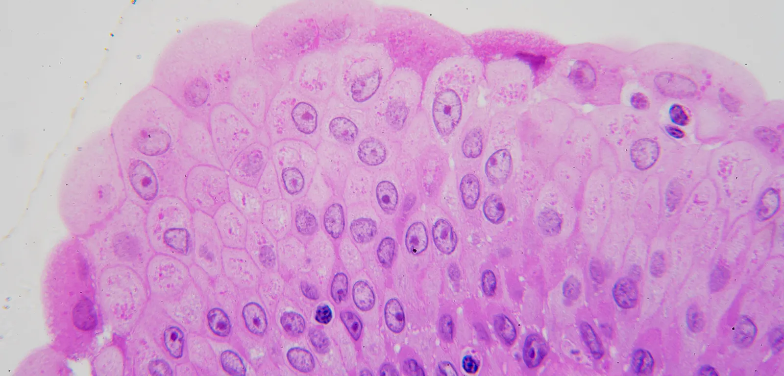 <p>this tissue type is only found in which organ system?</p>