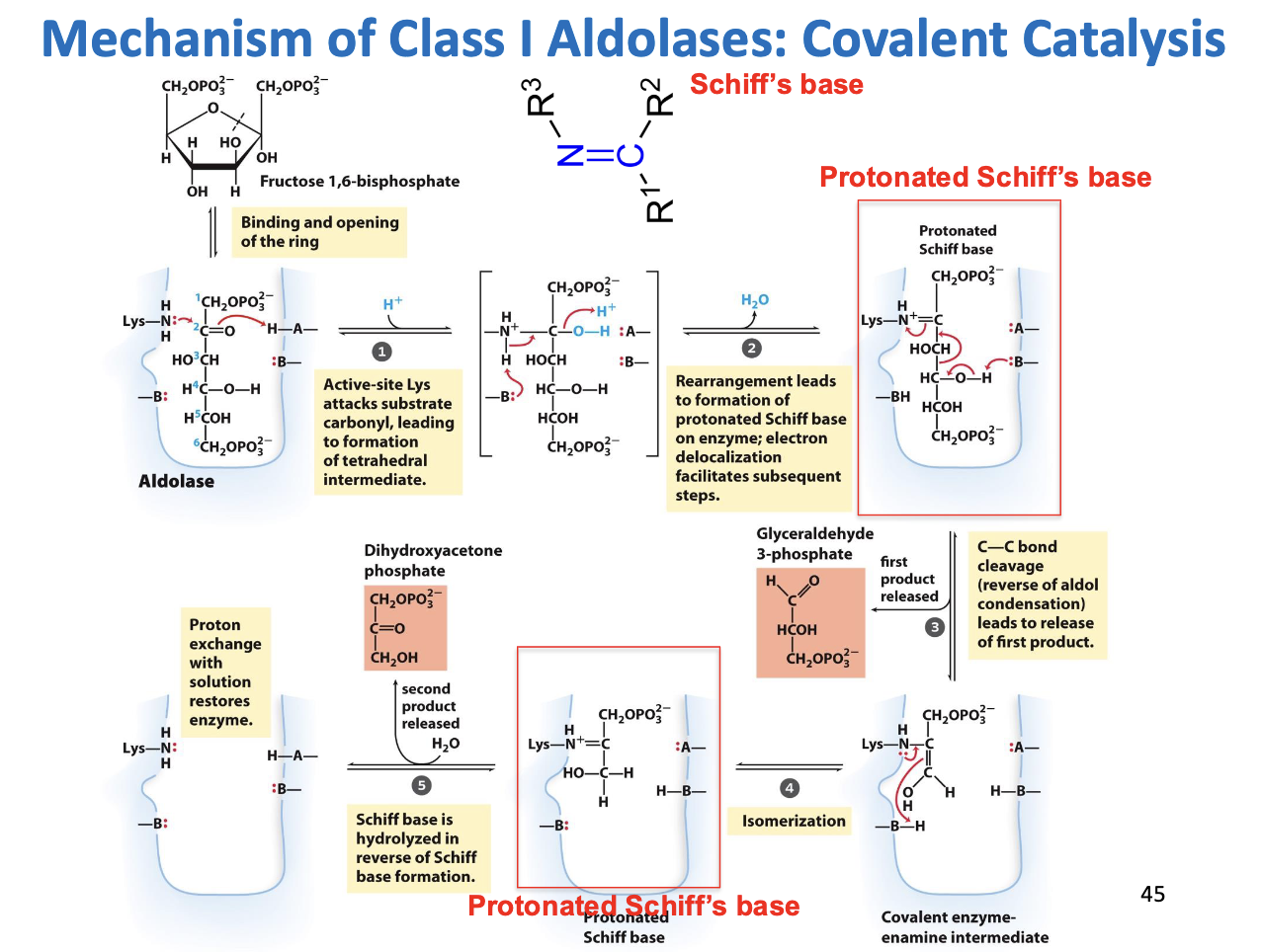 <p><strong>Mechanism Step by Step</strong> <strong>1. Ring Opening</strong> </p><ul><li><p>F1,6BP is normally a ring (pyranose form).</p></li><li><p>Aldolase binds the sugar and opens the ring to the <strong>linear form</strong>.</p></li><li><p>This is necessary because the C-C bond cleavage happens in the <strong>linear molecule</strong>.</p></li></ul><p> </p><div data-type="horizontalRule"><hr></div><p> <strong>2. Formation of Schiff Base (C=N)</strong> </p><ul><li><p><strong>Key player:</strong> Active-site <strong>Lysine (Lys)</strong>.</p></li><li><p>Lysine has an <strong>amine (-NH2)</strong> group that is nucleophilic.</p></li><li><p>It <strong>attacks the carbonyl carbon at C2</strong> of F1,6BP.</p></li><li><p><strong>Water is eliminated</strong>, forming a <strong>Schiff base (C=N)</strong>, also called an <strong>imine</strong>.</p></li></ul><p> </p><p><strong>Why does this happen?</strong></p><p> </p><ul><li><p>The <strong>Schiff base acts as an electron sink</strong>.</p></li><li><p>When the C3-C4 bond breaks, electrons flow toward the nitrogen, <strong>stabilizing the negative charge</strong>.</p></li><li><p>Without this, the bond would be very hard to break.</p></li></ul><p> </p><figure data-type="blockquoteFigure"><div><blockquote><p><span data-name="high_voltage" data-type="emoji">⚡</span> Think of it as the enzyme “holding the electrons” so the sugar can be chopped safely.</p></blockquote><figcaption></figcaption></div></figure><p> </p><div data-type="horizontalRule"><hr></div><p> <strong>3. C-C Bond Cleavage</strong> </p><ul><li><p>Now the C3-C4 bond is activated by the electron sink (Schiff base).</p></li><li><p>The bond <strong>breaks</strong>, releasing the <strong>first product: GAP</strong>.</p></li><li><p>The remaining three carbons (DHAP portion) are still attached to Lys as a <strong>covalent enamine intermediate</strong>.</p></li></ul><p> </p><div data-type="horizontalRule"><hr></div><p> <strong>4. Rearrangement of the Enamine</strong> </p><ul><li><p>The remaining 3-carbon piece is still bound to the enzyme.</p></li><li><p>It rearranges internally to form a <strong>Schiff base with proper orientation</strong> for hydrolysis.</p></li></ul><p> </p><div data-type="horizontalRule"><hr></div><p> <strong>5. Hydrolysis – Release of DHAP</strong> </p><ul><li><p><strong>Water attacks the Schiff base</strong>, breaking the C=N bond.</p></li><li><p>Lys is regenerated (freed) for another reaction.</p></li><li><p>DHAP, the <strong>ketose product</strong>, is released.</p></li></ul><p> </p><div data-type="horizontalRule"><hr></div><p> <strong>Key Concepts</strong> </p><ol><li><p><strong>Schiff Base (C=N)</strong>:</p><ul><li><p>Covalent bond between <strong>Lys nitrogen</strong> and <strong>sugar carbonyl</strong>.</p></li><li><p>Stabilizes electrons during bond cleavage → acts as <strong>electron sink</strong>.</p></li></ul></li><li><p><strong>Covalent Catalysis</strong>:</p><ul><li><p>The enzyme physically “glues” to the substrate temporarily.</p></li><li><p>Allows unusual chemistry like breaking a strong C-C bond.</p></li></ul></li><li><p><strong>Why the Mechanism Exists</strong>:</p><ul><li><p>F1,6BP is symmetrical. By forming a Schiff base, aldolase can selectively break the bond between C3-C4.</p></li><li><p>Makes the reaction <strong>controlled and reversible</strong>.</p></li></ul></li><li><p><strong>Products</strong>:</p><ul><li><p><strong>GAP</strong> (aldose) released first</p></li><li><p><strong>DHAP</strong> (ketose) released second</p></li></ul></li></ol><p> </p><div data-type="horizontalRule"><hr></div><p> <strong>How to Remember It</strong> </p><ul><li><p>Think of the Lys <strong>as a hook</strong>: it grabs the sugar and pulls electrons, so the “chop” can happen.</p></li><li><p><strong>Schiff base = electron stabilizer = makes impossible bond breaking possible.</strong></p></li><li><p>Class I Aldolase uses <strong>covalent catalysis</strong>; Class II (bacteria/fungi) uses <strong>metal ions</strong> instead.</p></li></ul><p></p>
