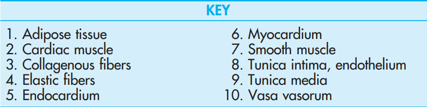 <p>Right Auricle<br>Mallory’s</p>