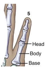 <p>Located on the proximal end; articulates with the distal heads of the metacarpals (AKA Metacarpophalangeal joint). (proximal end)</p>