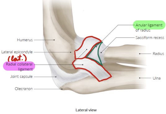 <p>Lateral humerus → Ulna + olecranon</p><p>(Lateral ligament)</p>