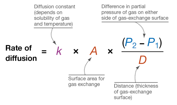 <p>Fick’s Law </p>