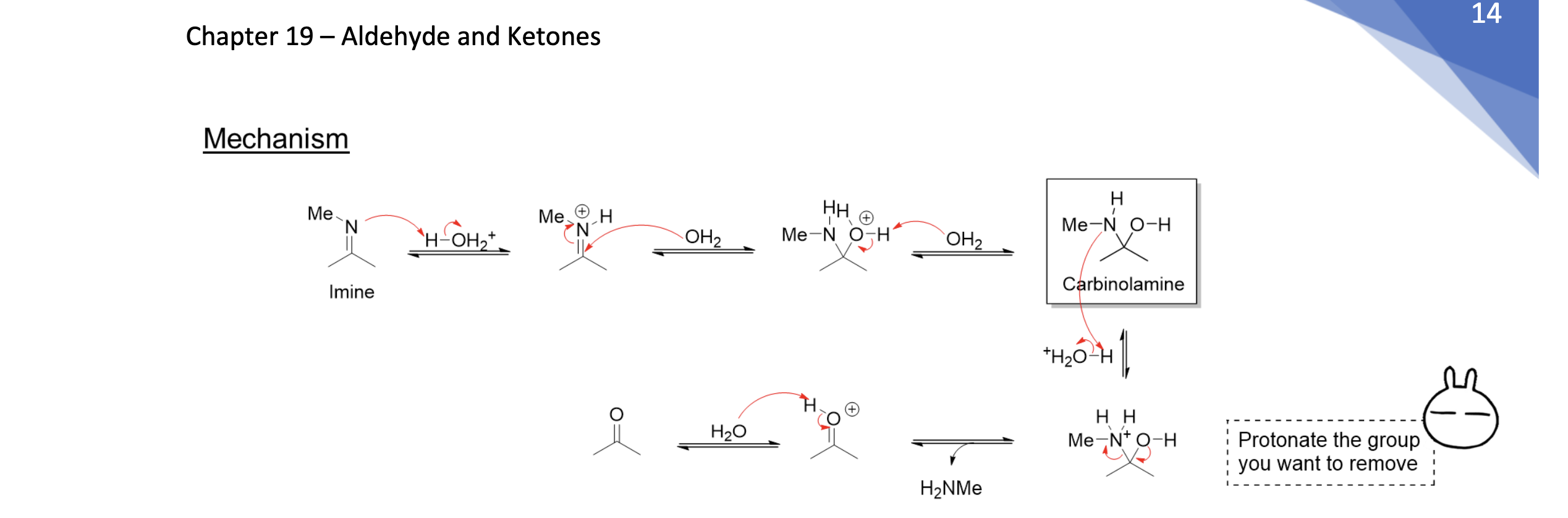 <p>Imine → H2O/Cat.H+ → Carbonyl + 2 RNH2</p>