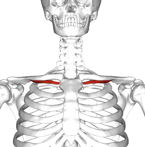 <p>What is the subclavius action (1) and innervation? </p>
