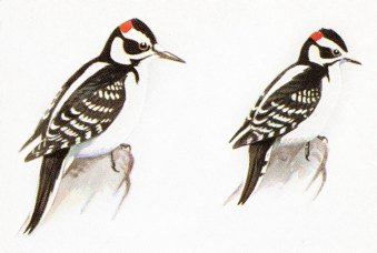 <p>Species, family, orders?</p>