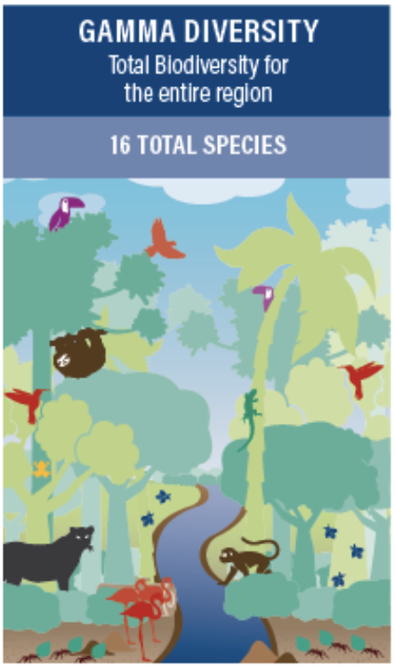 <p>Regional diversity, the number or species in a broad geographic region (ranging from communities to biomes, continents, or even entire ocean basins)</p>