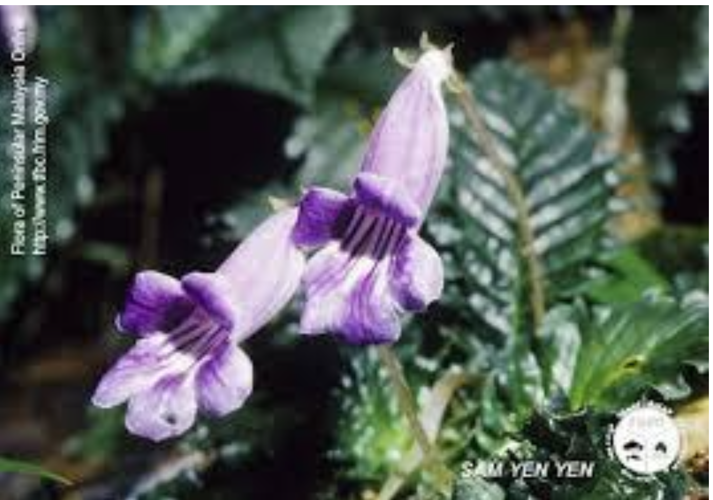 <p>This flower</p><p class="p1">blooms</p><p class="p1">during the</p><p class="p1">day. Its</p><p class="p1">pollinator is</p><p class="p1">probably a</p>