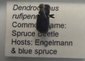 <p>What is this? What trees does it infest and what are the signs of infestation? What does its lifespan look like?</p>