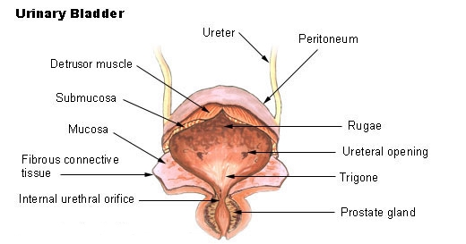 <p><strong>What is the specific name of the smooth muscle found in the urinary bladder?</strong></p>