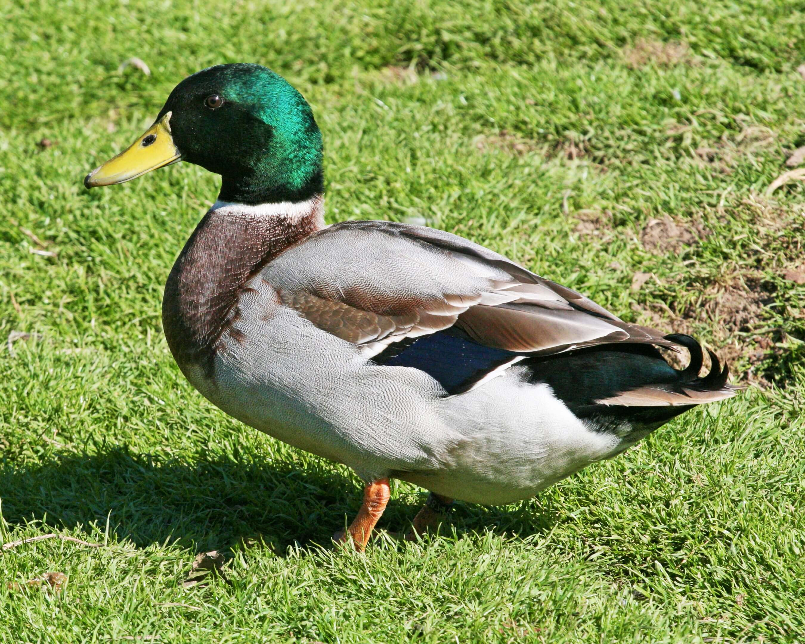 <p>duck</p>