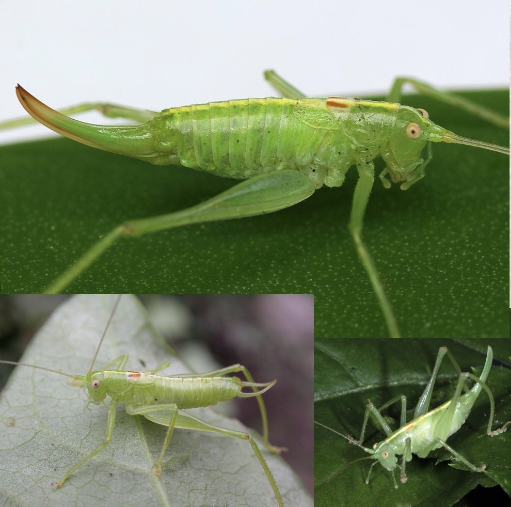 <p>Latin, magyar, védett?, hang</p>