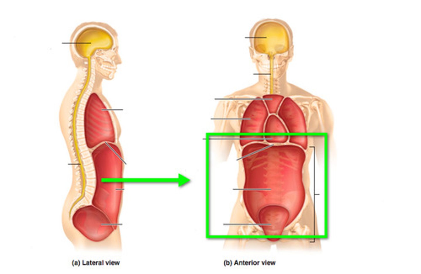 <p>Contains abdominal and pelvic organs.</p>