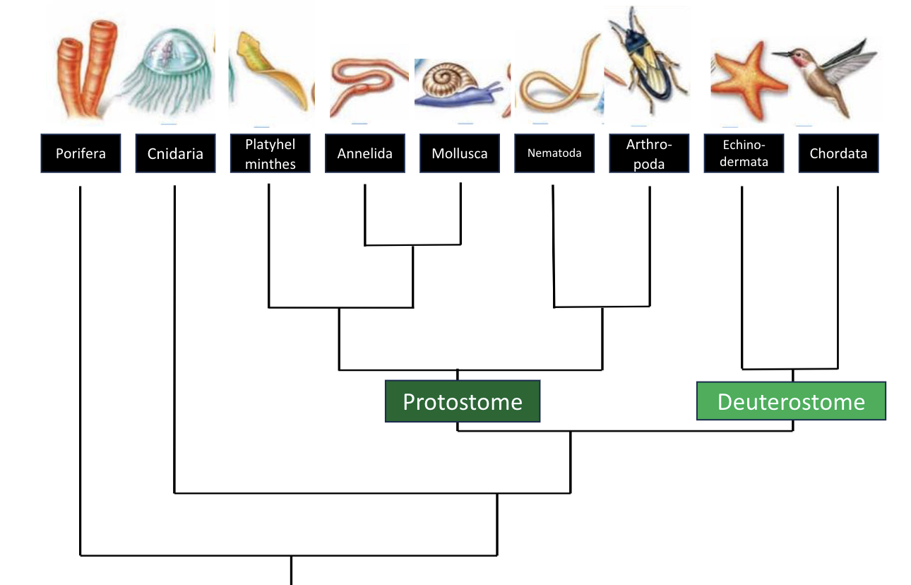 <p><strong>Protostomes:</strong></p><ul><li><p>first opening in development becomes mouth</p></li><li><p>determinate development</p></li></ul><p><strong>Deuterostomes:</strong></p><ul><li><p>first opening becomes anus</p></li><li><p>indeterminate development</p></li></ul><p></p>