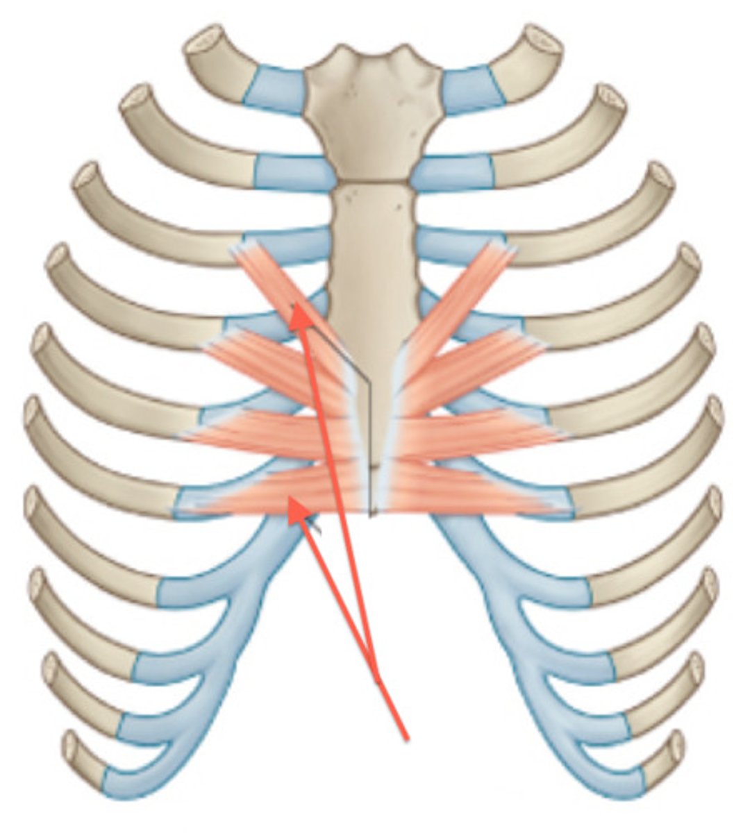<p>what is the o,i,a,in of the transversus thoracis?</p>