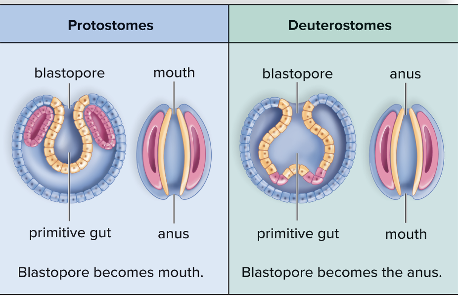 <ul><li><p><span>Becomes the mouth in protostomes</span></p></li><li><p><span>Becomes the anus in deuterostomes</span></p></li></ul><p></p>