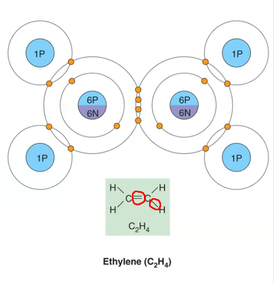 <p>Single = 1 electron from each unstable atom (2e- total).</p><p>Double = 2 electrons from each unstable atom (4e- total).</p><p>Triple = 3 electrons from each unstable atom (6e- total).</p>