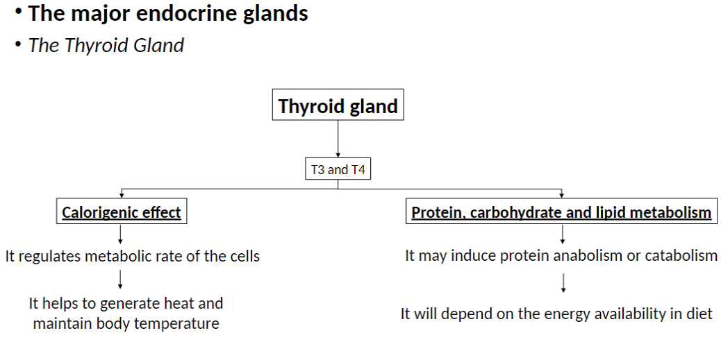 <p><strong>Calorigenic Effect</strong><br> Regulates <strong>cellular metabolic rate</strong><br> Helps <strong>generate heat</strong> and <strong>maintain body temperature</strong></p><p><strong>Protein, Carbohydrate, and Lipid Metabolism</strong><br> May induce <strong>protein anabolism</strong> (building) or <strong>catabolism</strong> (breakdown)<br> Depends on <strong>energy availability</strong> in the diet</p>