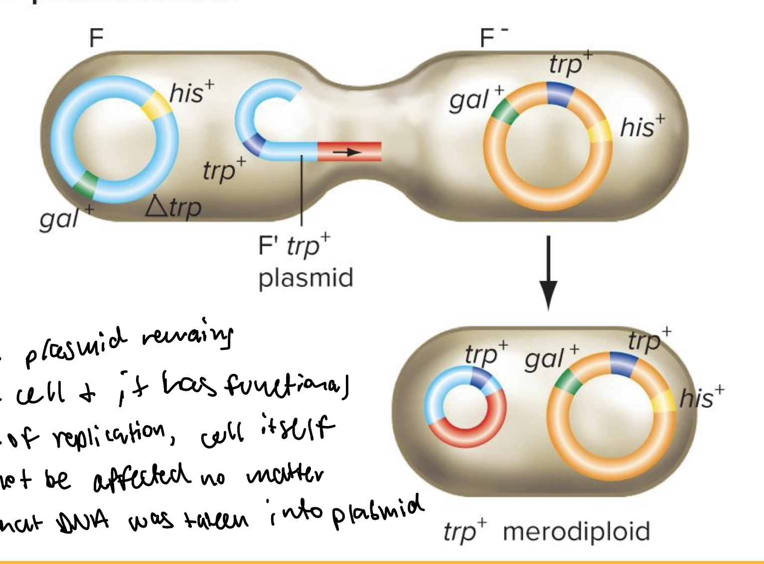 <p>F’ plasmids can be transferred to F- cells by conjugation</p><ul><li><p>as long as plasmid remains in cell, and it has functionals ORI cell itself will not be affected no matter what DNA was taken into plasmid</p></li></ul><p></p>