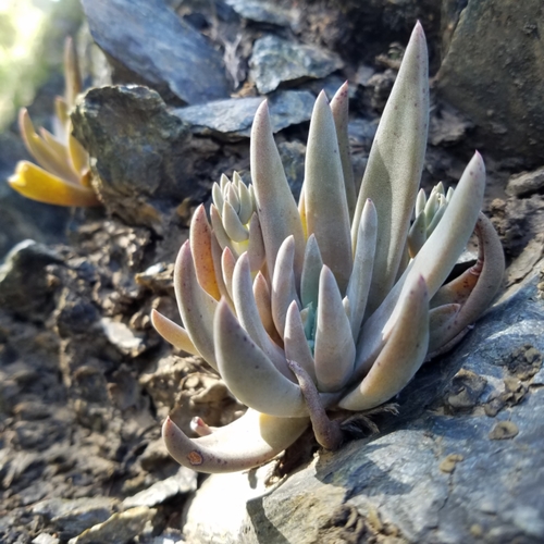 <p>Dudleya abramsii </p>