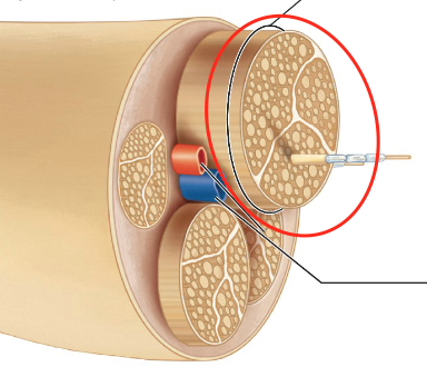<p>sheath that covers fassicle</p>