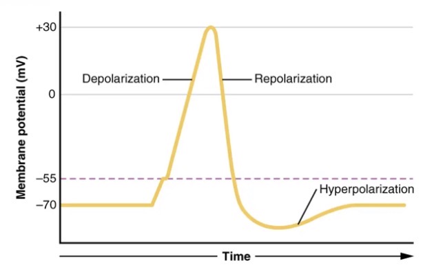 <ul><li><p>The rapid depolarization and repolarization of the membrane is called an action potential. </p></li><li><p>Change in the membrane voltage is rapid lasting only 1 millisecond.</p></li><li><p>The movement of the action potential along the nerve fibre (axon) is called a nerve impulse.</p></li></ul><p></p>