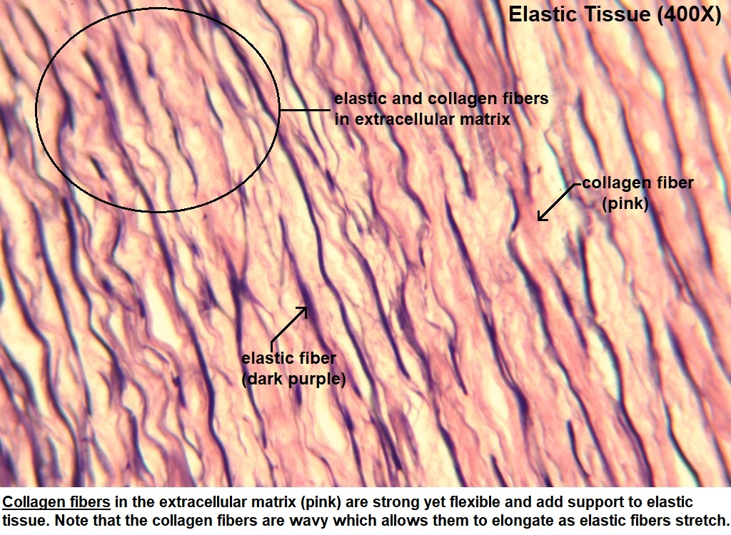 <p>Allow stretched tissues to recoil.</p>