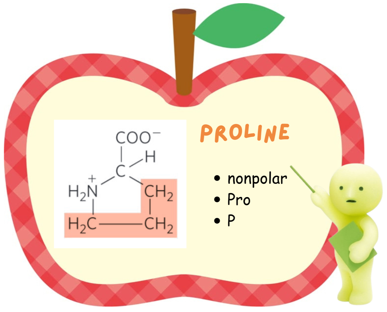 <ul><li><p>Proline</p></li><li><p>Pro</p></li></ul><p></p>