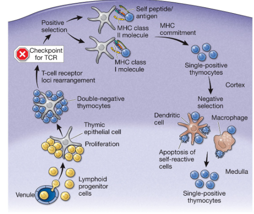<p>they begin somatic recombination at the T-cell receptor loci and continue until both subunits of the receptor have properly rearranged, now expressing both coreceptors (CD4 and CD8)</p>