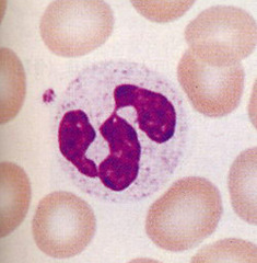 <p>Leukocytes with a multilobed nucleus, primary nonspecific granules, and secondary specific antibacterial granules; use oxidative killing via respiratory burst/H₂O₂ and nonoxidative killing via phagocytosis</p>
