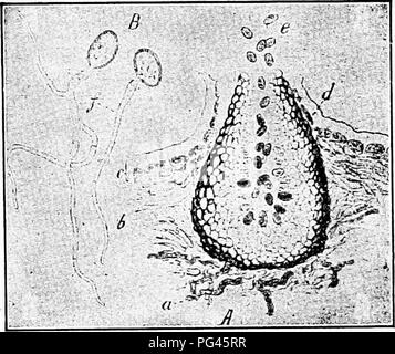 <p>the ability of some fungi to grow vigorously from beneath the leaf surface, bursting through and rising above the epidemis</p>