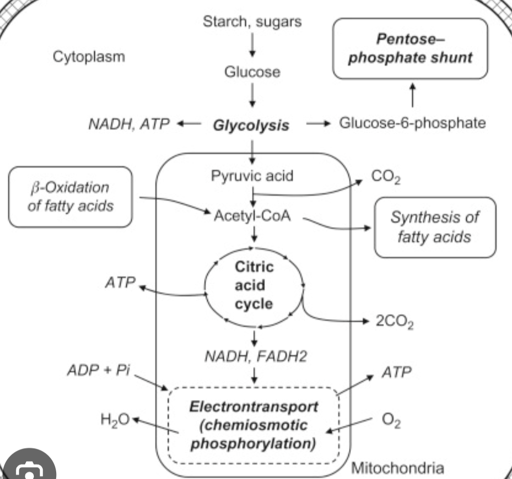 <p>Conversion: glucose → pyruvate</p>