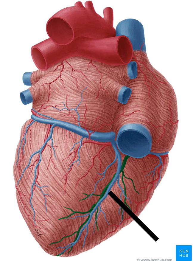 <p>structure. sits @ posterior interventricular sulcus.</p>