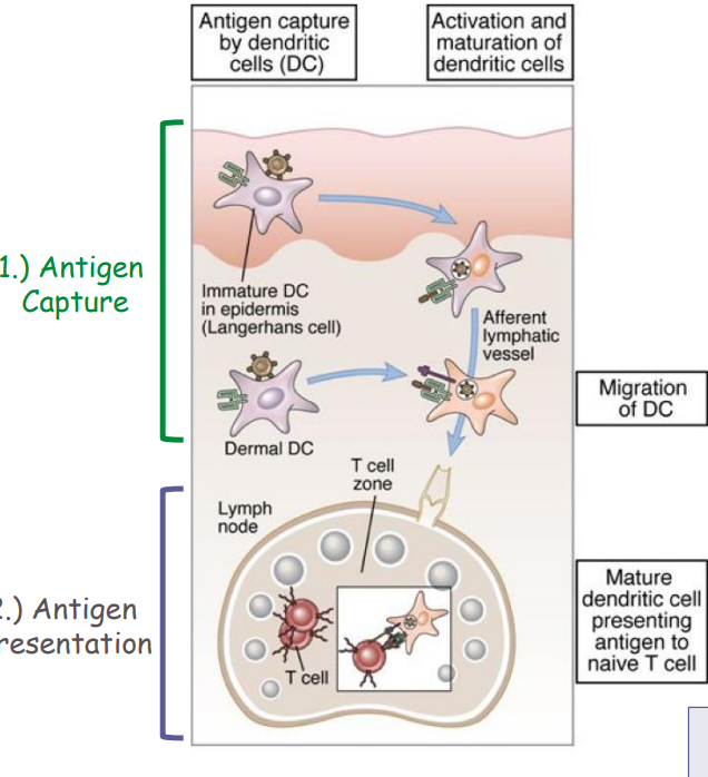 <p>- Sites of microbe entry-- skin, GI tract, lungs (organs with epithelial layers, populated by DC) </p><p>- Sites of lymphocyte activation-- peripheral lymphoid organs (lymph nodes, spleen), mucosal and cutaneous lymphoid tissues </p><p>- DC's migrate antigens and present them to naïve T cells in lymph nodes</p>