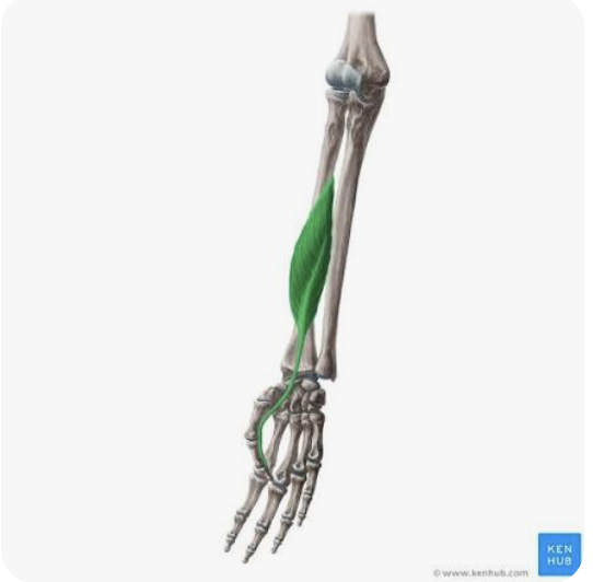 <p>O: Anterior surface of the radius; interosseous membrane</p><p>I: distal phalanx of digit 1 (thumb)</p><p>A: flexion of proximal and distal phalanges of digit 1 (thumb); abduction of hand/radial deviation; flexion of hand</p><p>N: Median nerve</p>