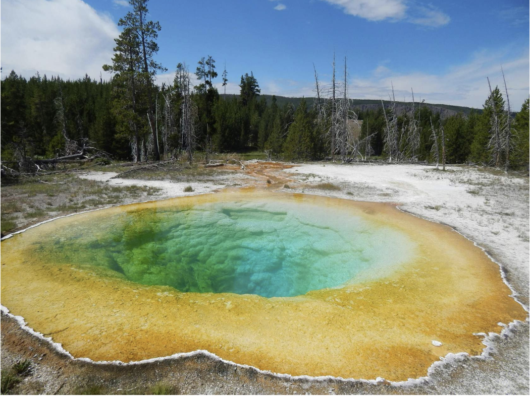 <p>Archaea</p>