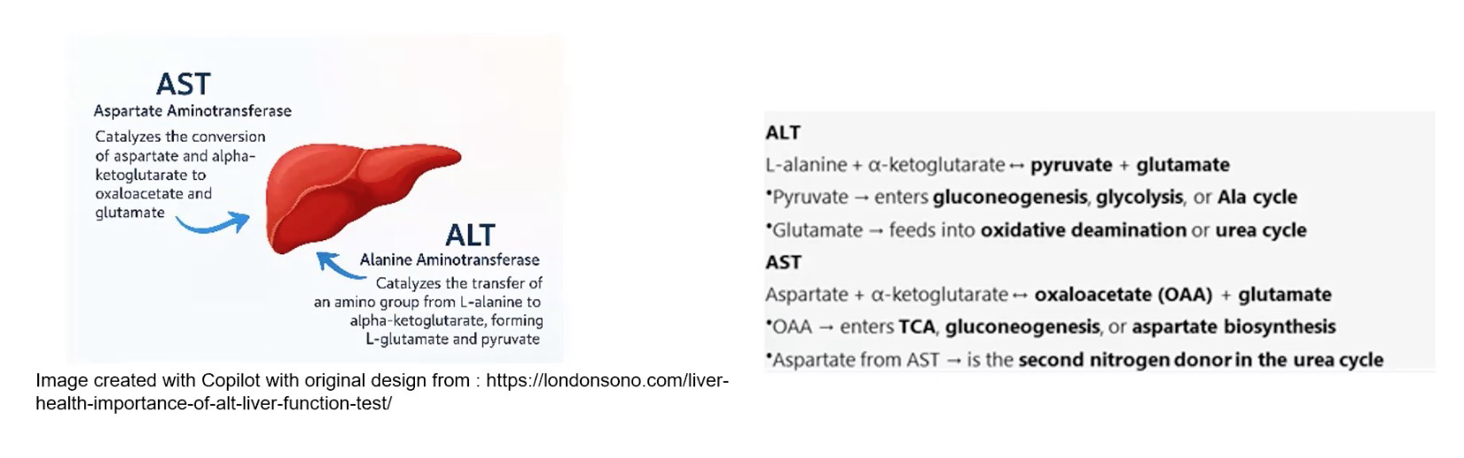 <p>Alanine Aminotransferase (ALT) : <sub>L</sub>-A + α-KG ←→ pyruvate + E</p><p>Aspartate Aminotransferase (AST): D + α-KG ←→ OAA + E</p><p>Reversible</p>