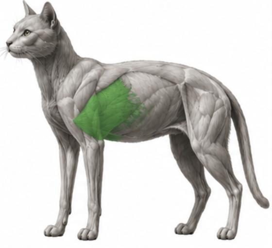 <p>What cat muscle is this?</p>