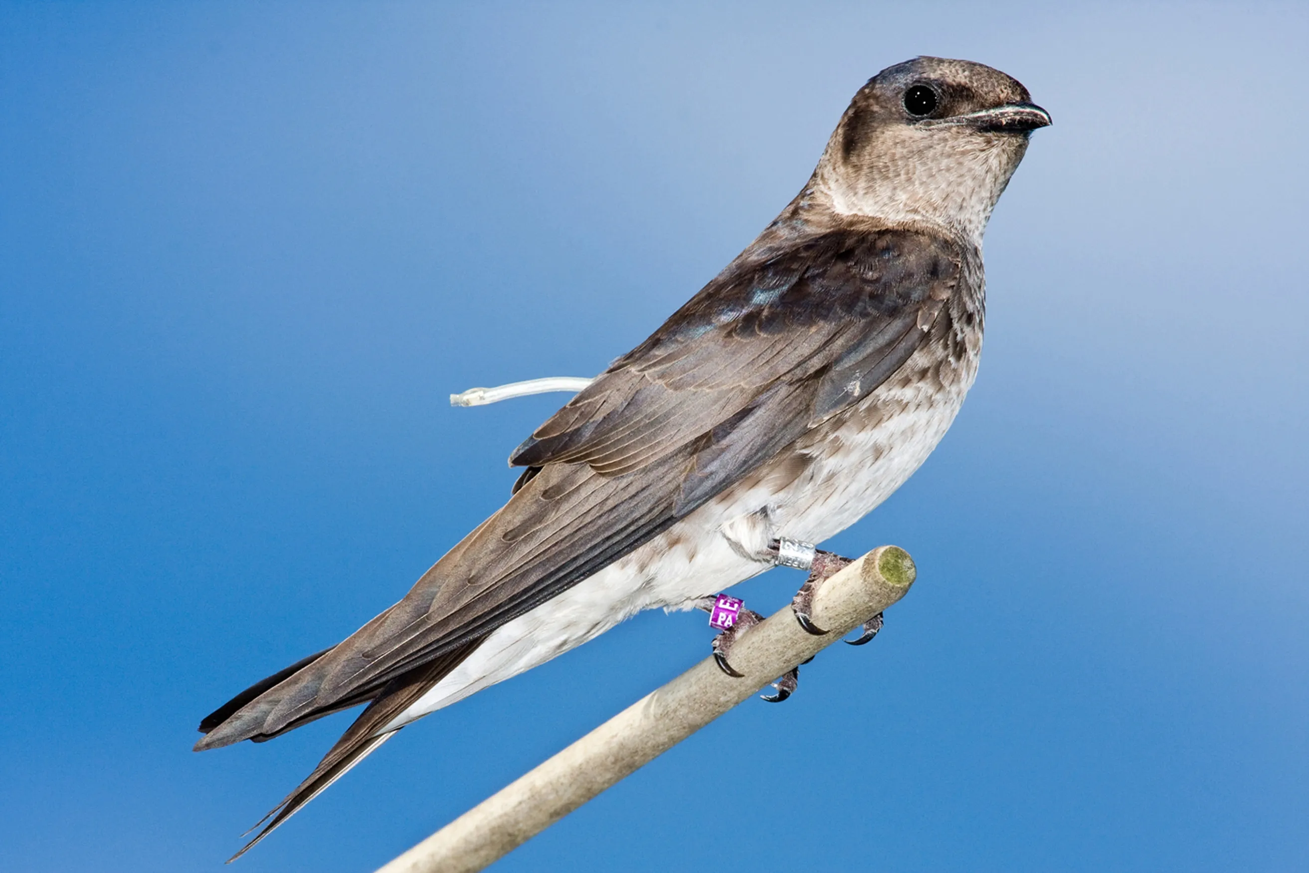 <p>Common:</p><p>Order:</p><p>Family:</p>