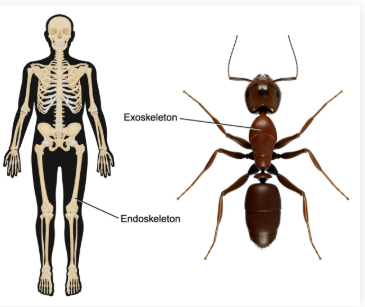 <p><strong>Exoskeleton</strong>: An external skeleton</p><ul><li><p>Utilized by many <strong>invertebrate </strong>animals and all <strong>Arthropods</strong></p></li><li><p>Composed of<strong> two protein layers</strong></p></li></ul><p></p>