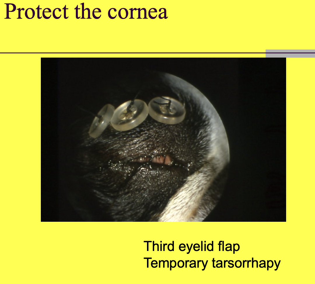 <p>Third eyelid flap.</p><p>Temporary tarsorrhapy.</p>