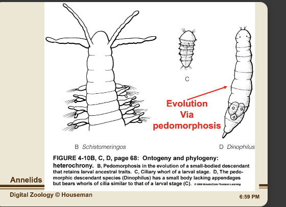 <p>synapomorphies: shared derived characters that evolved to be unique and not ancestral</p><p>-ex: COLLAGEN, segmentation.. helps with burrowing </p>