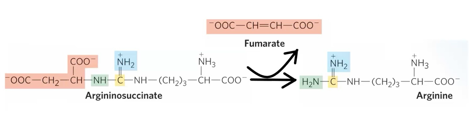<p>Formation of Arginine</p><p>Argininosuccinate → Arginine + Fumarate via <strong>Argininosuccinase</strong></p><p>Occurs in cytosol</p>